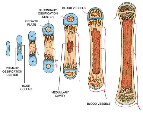 A diagram of bone growth and development, highlighting its stages and processes